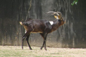 Nilu lico lub sudanie kozlov